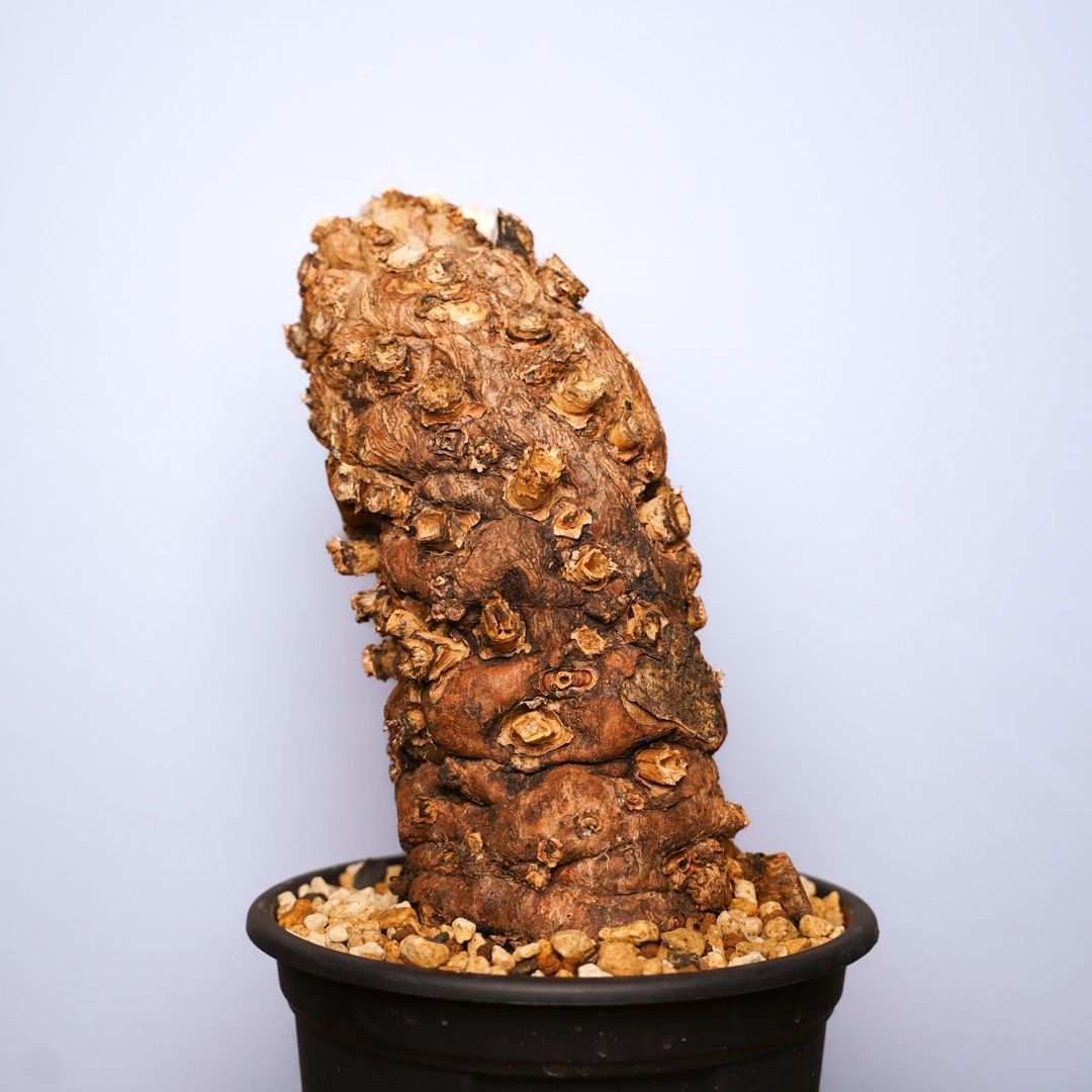 ムランジーナ 発根済