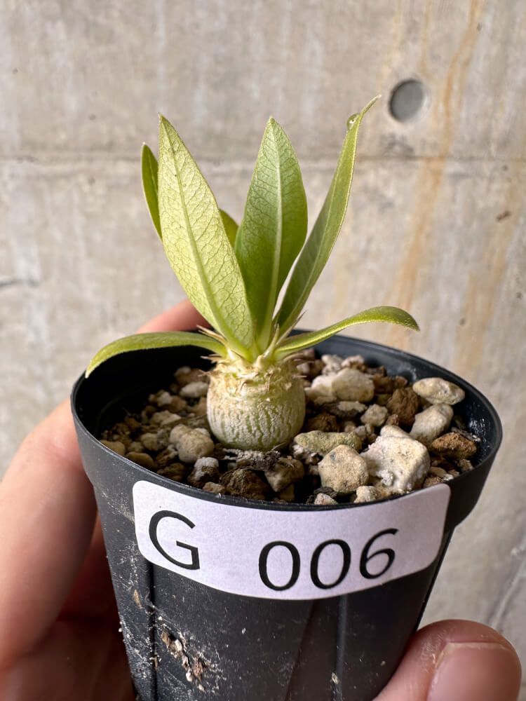 現品限り】パキポディウム・エニグマチカム【G6】 Pachypodium enigmaticum【植物】塊根植物 夏型 コーデックス - メルカリ