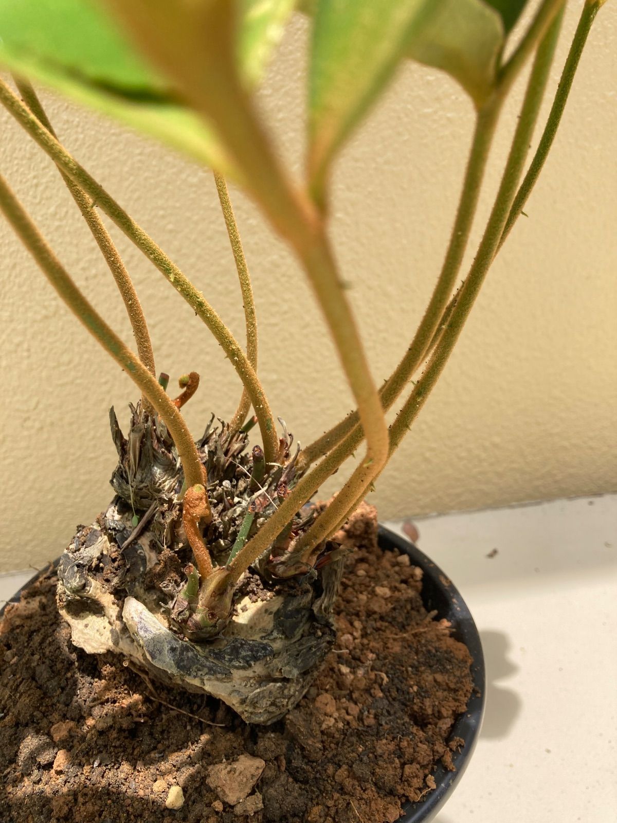 【極斑】【美株】アロカシア バンビーノ ピンク バリエガータ 2株？ 極斑】【美株】アロカシア バンビーノ ピンク バリエガータ 2株？ 極斑