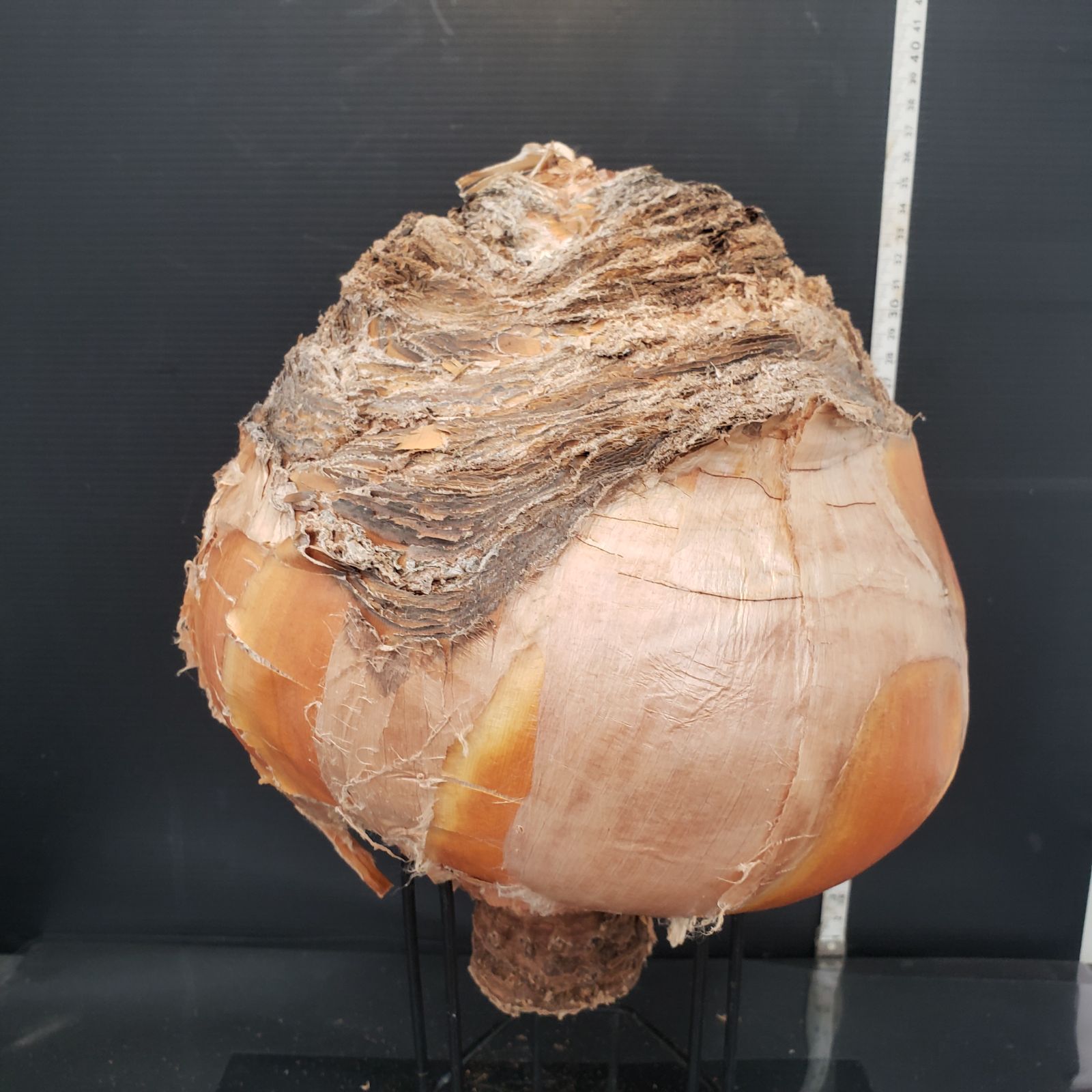 Z423 最新到着 Boophane ハエマンソイデス ML 現地球 抜き苗 球根植物 ブーファン ハエマンソイデス