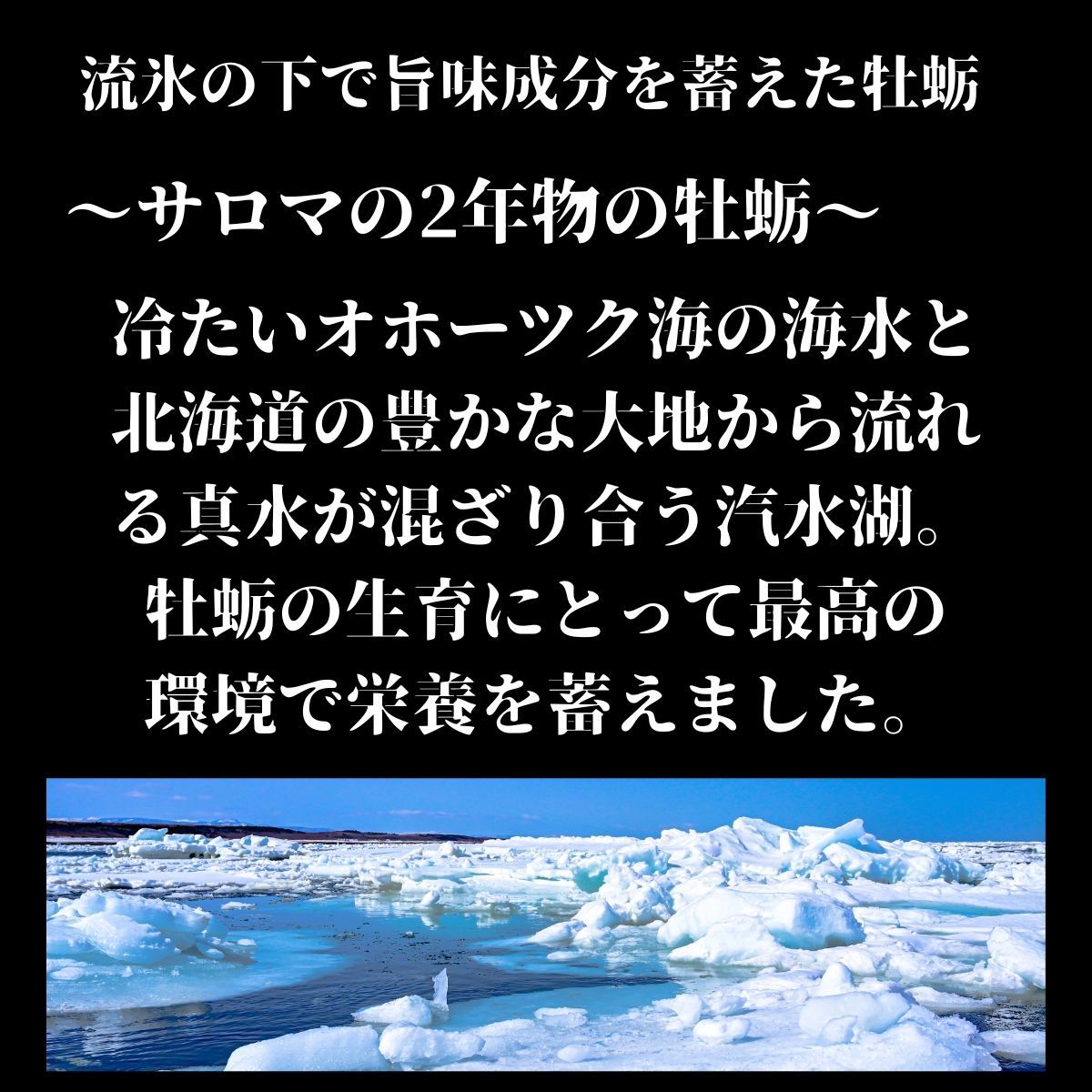 北海道 牡蠣 3Kg カキ サロマ湖産 生カキ 産地直送 生食用 殻付