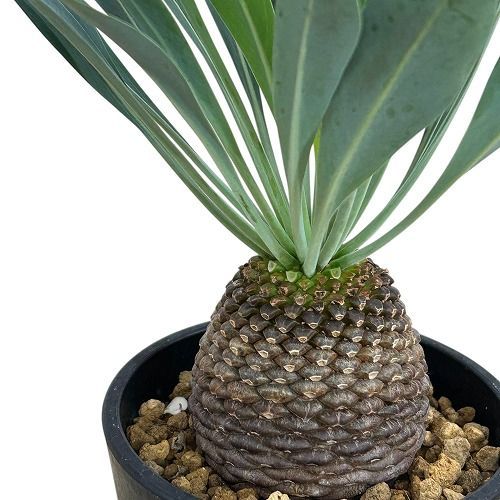 週末のみ出品** 多肉植物 韓国苗 りんごの花 抜き苗 10cm以上 可愛い