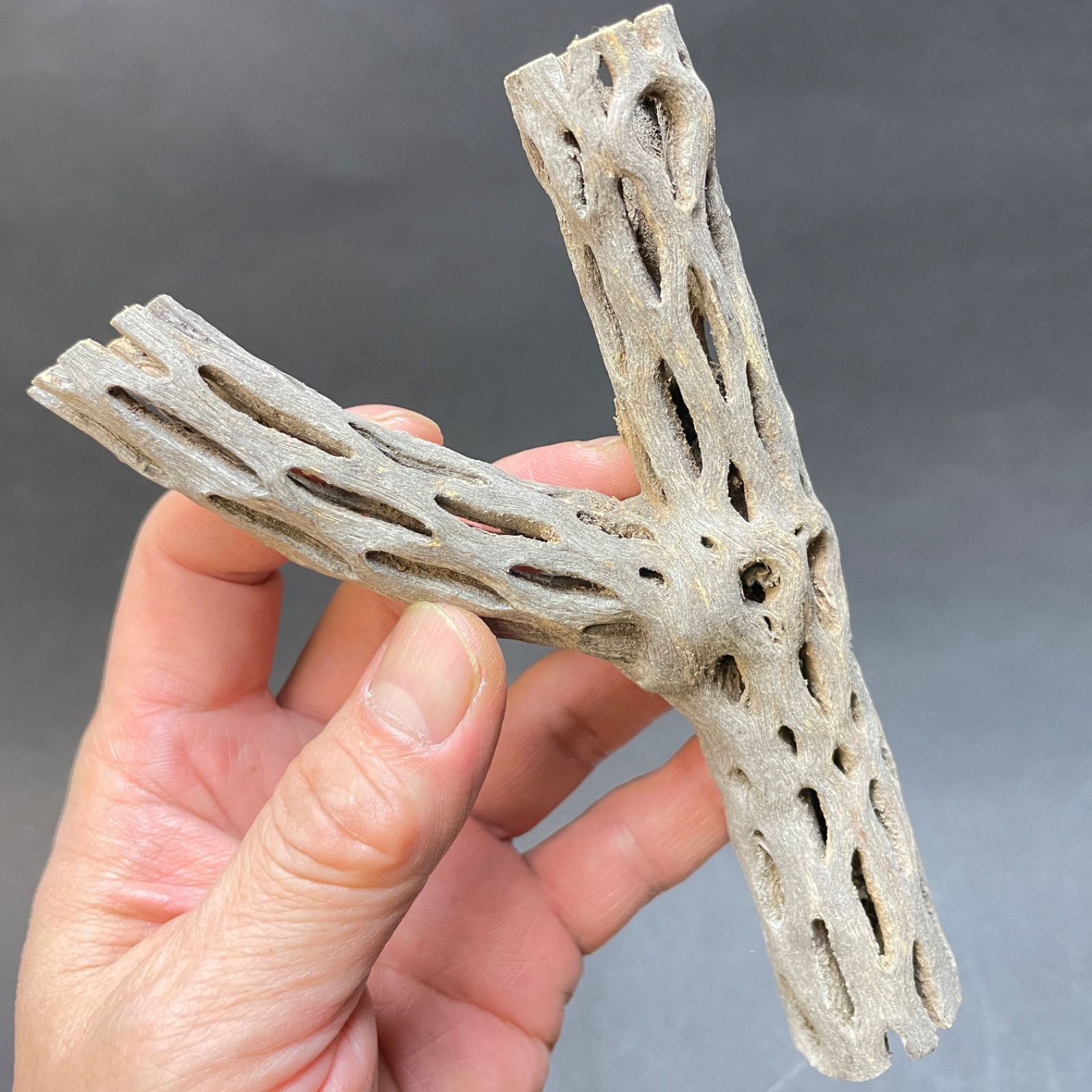 natori　カクタス　スケルトン　パーチ　細長め　No.708、709 Y枝 : 長さ15×最大幅9×最大φ2.8(cm)＊カクタススケルトン1本 (サボテン