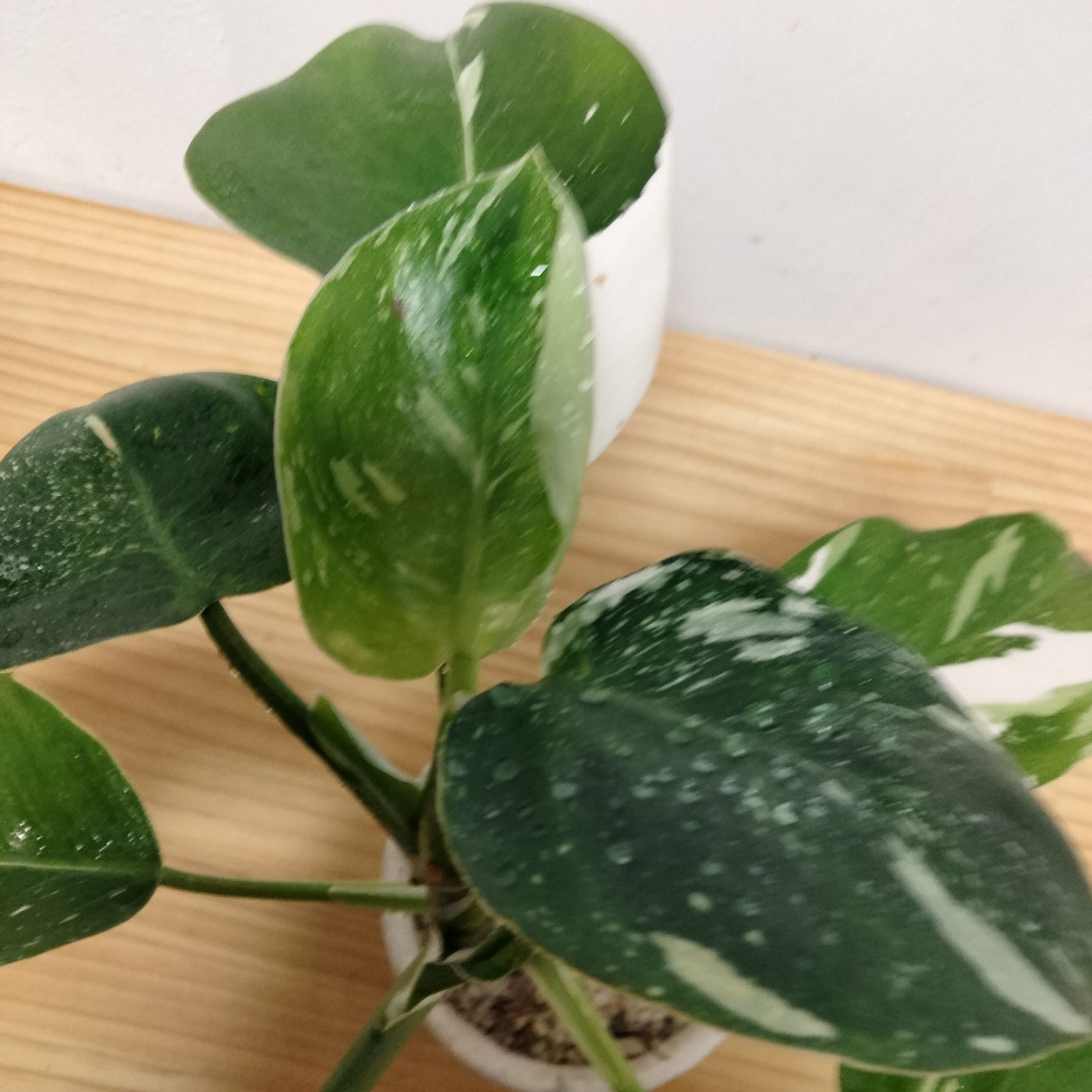 観葉植物/フィロデンドロン：ホワイトウィザード 3号鉢植え