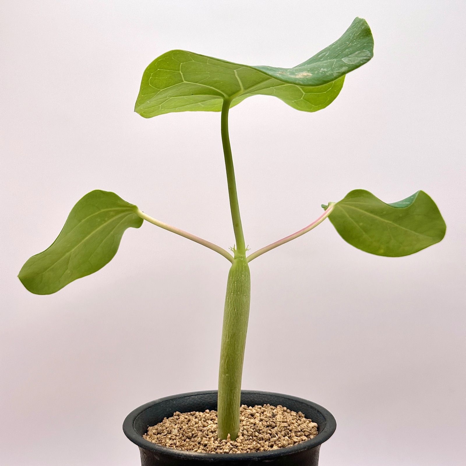 ヤトロファ　ポダグリカ isla del pescado - Jatropha podagrica-サンゴ油桐