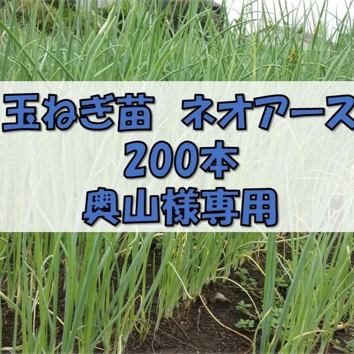 玉ねぎ苗 ネオアース 200本 奥山様専用 - メルカリ