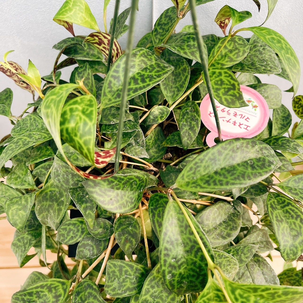 ［現品］90番　エスキナンサス　マルモラタス　5号　観葉植物　室内　吊り下げ 現品］90番 エスキナンサス マルモラタス 5号 観葉植物 室内