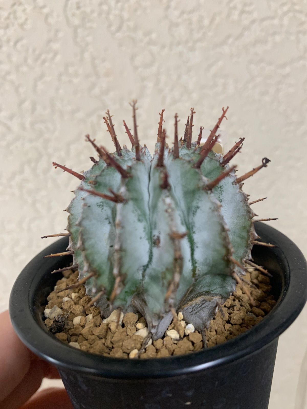 純*様 【週末セール】 ホリダ 特白　白衣 群生 ユーフォルビア　サボテン　アガ 純*様 【週末セール】 ホリダ 特白 白衣 群生 ユーフォルビア サボテン