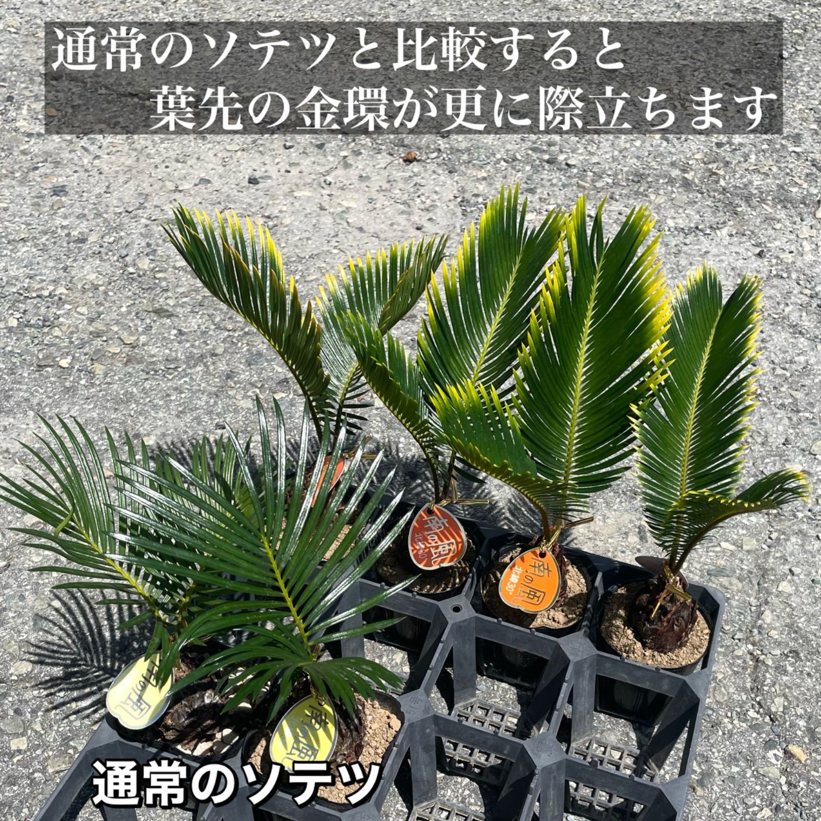 金環ソテツ　確認用 金環ソテツ | GREEN LUCK