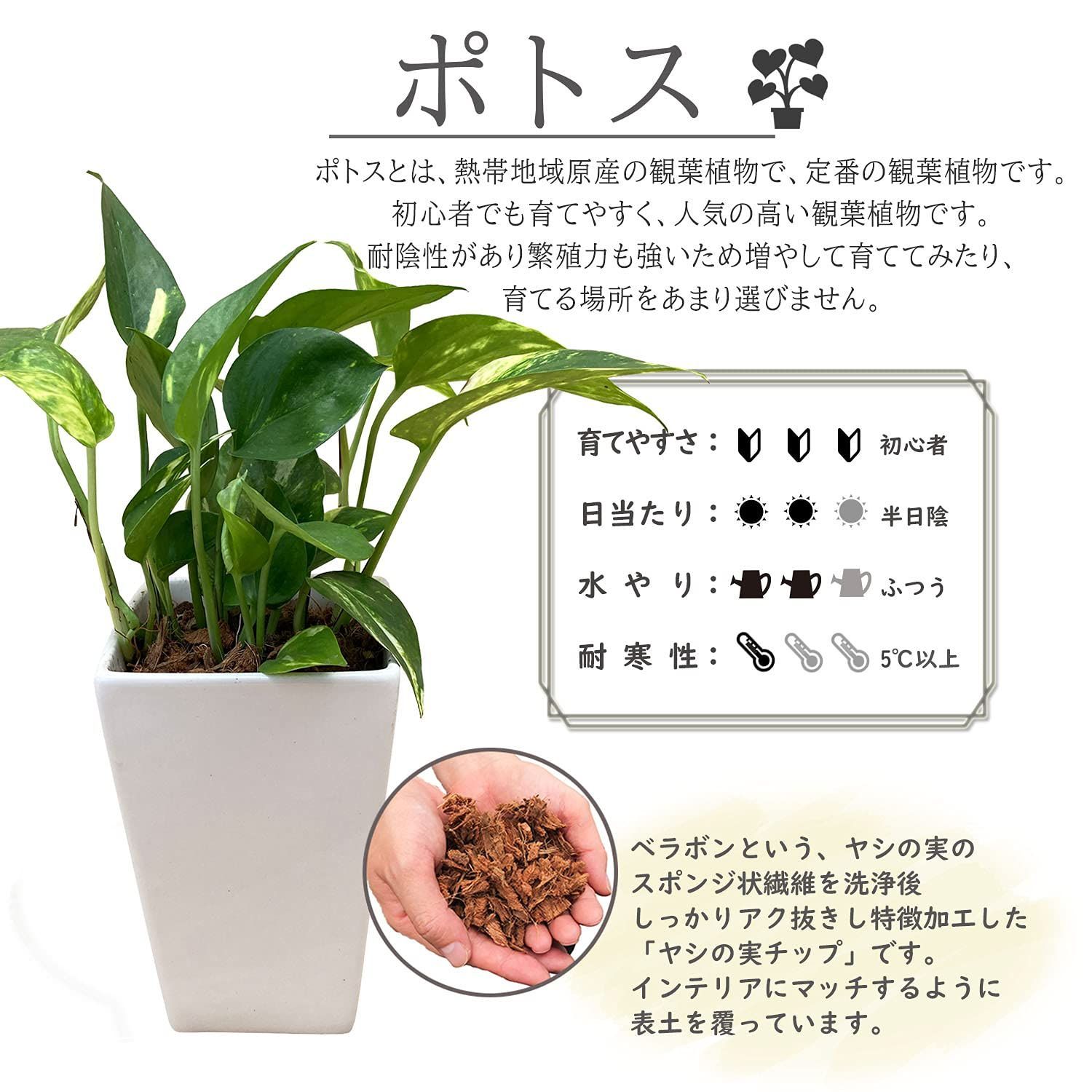ミニ観葉