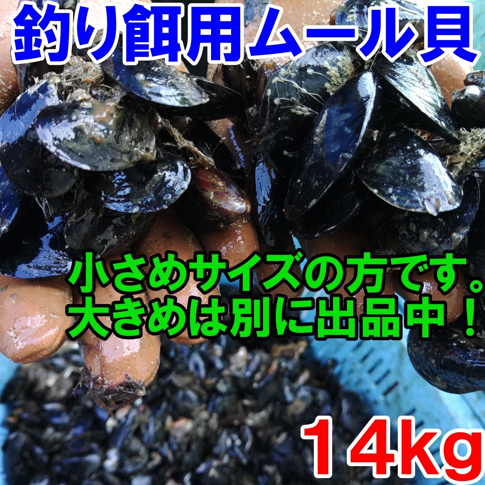 送料無料！釣り餌に★ムラサキイガイ★冷凍発送１４ｋｇ★イガイ カラス貝 ムール貝