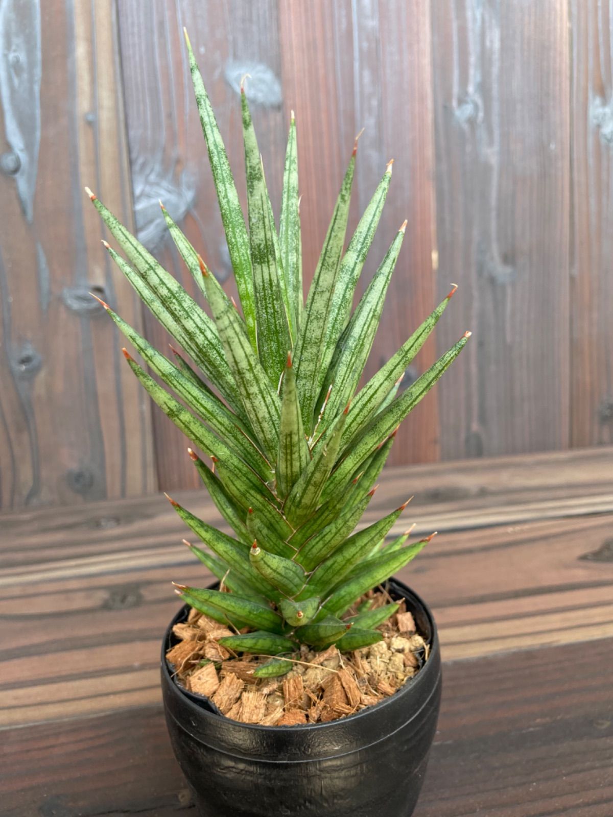 魅力の 新品 未使用 サンスベリア フランシシー ビザールプランツ 多肉植物 抜き苗 植物 観葉植物 Www Elite Fitness Es Www Elite Fitness Es