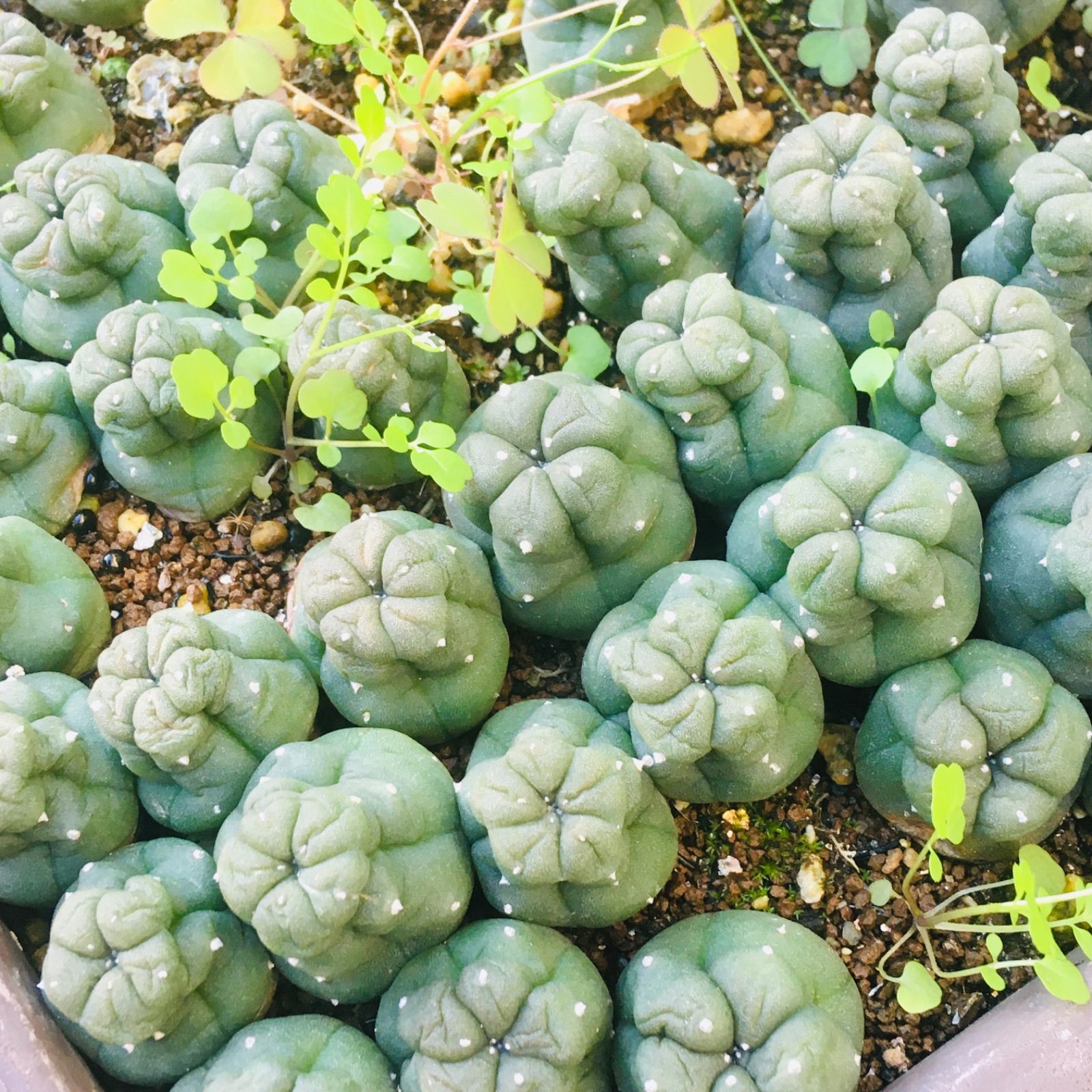 Lophophora