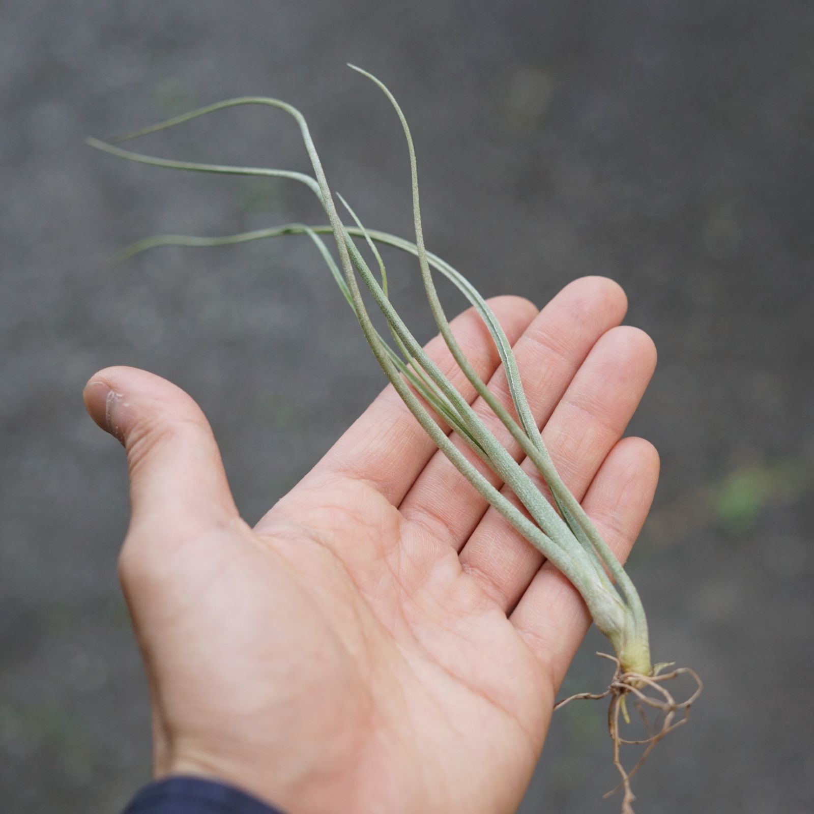 チランジア ロイテリ① (メルカリ便にてお届けします) チランジア ロイテリ① (メルカリ便にてお届けします