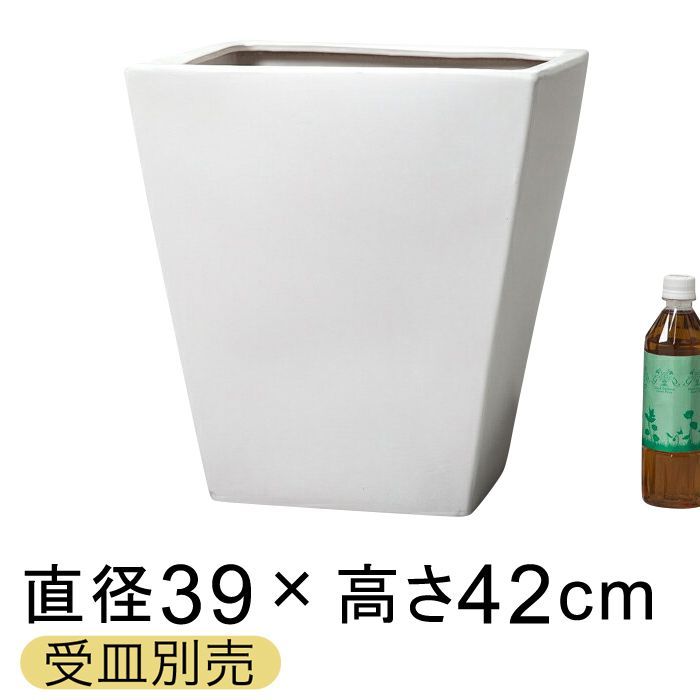 現品】ガジュマル 8号 黒鉢 （4） ガジュマル 8号鉢植え A-4 の通販