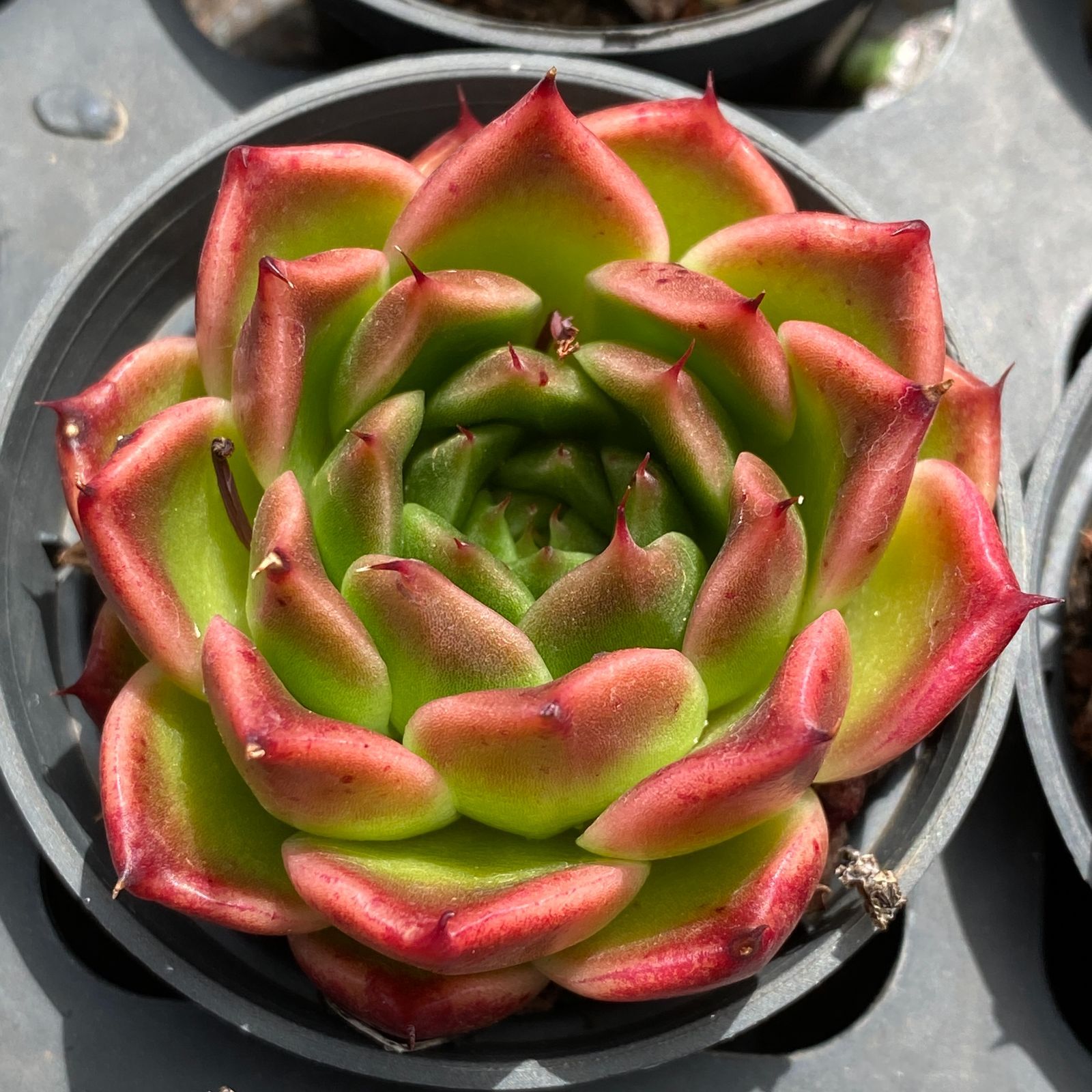 LB1341×50 ゲン エリザベス 抜き苗 多肉植物 アエオニウム エケベリア 韓国苗