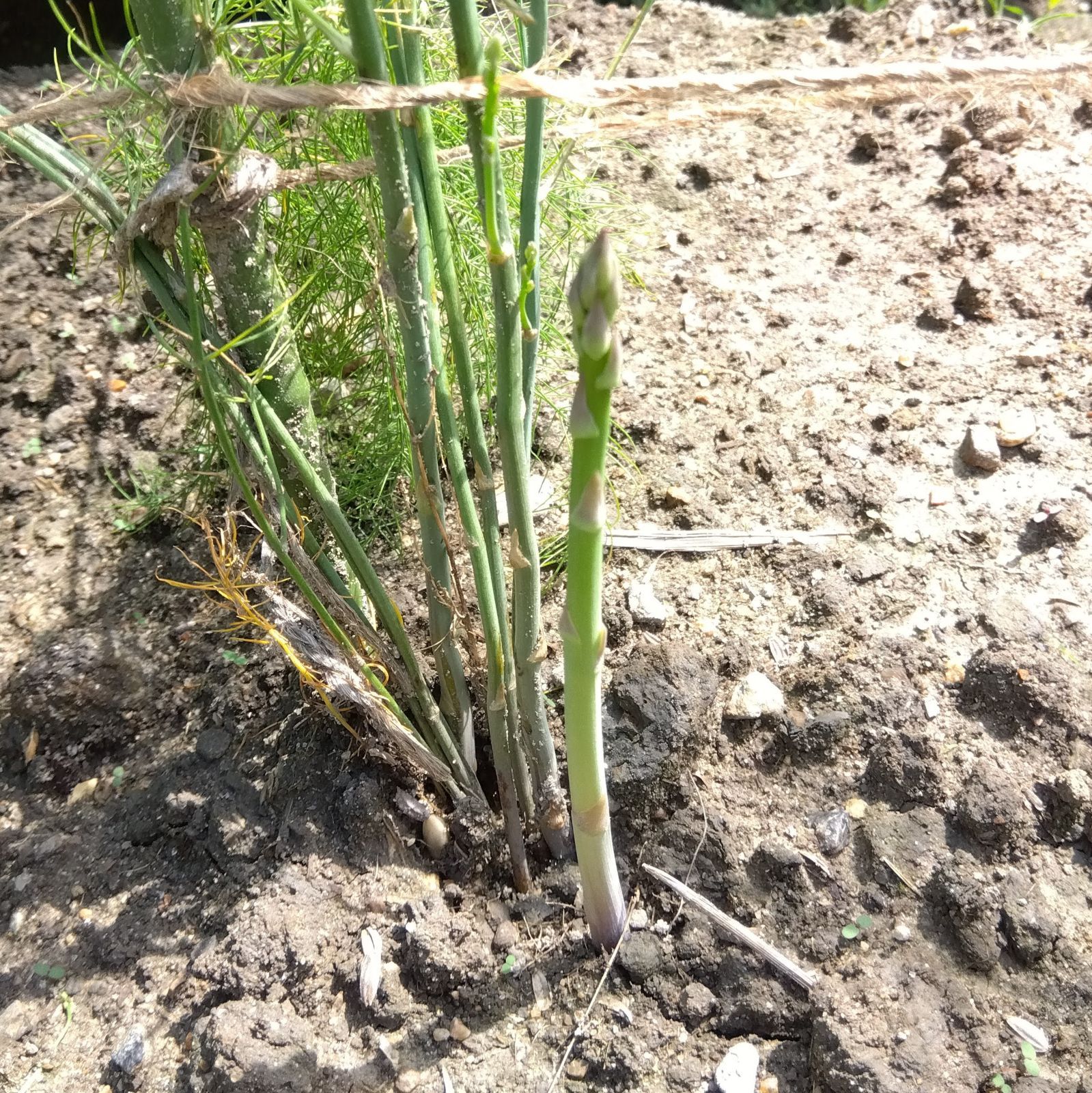 3株特別価格北海道産アスパラガス株苗