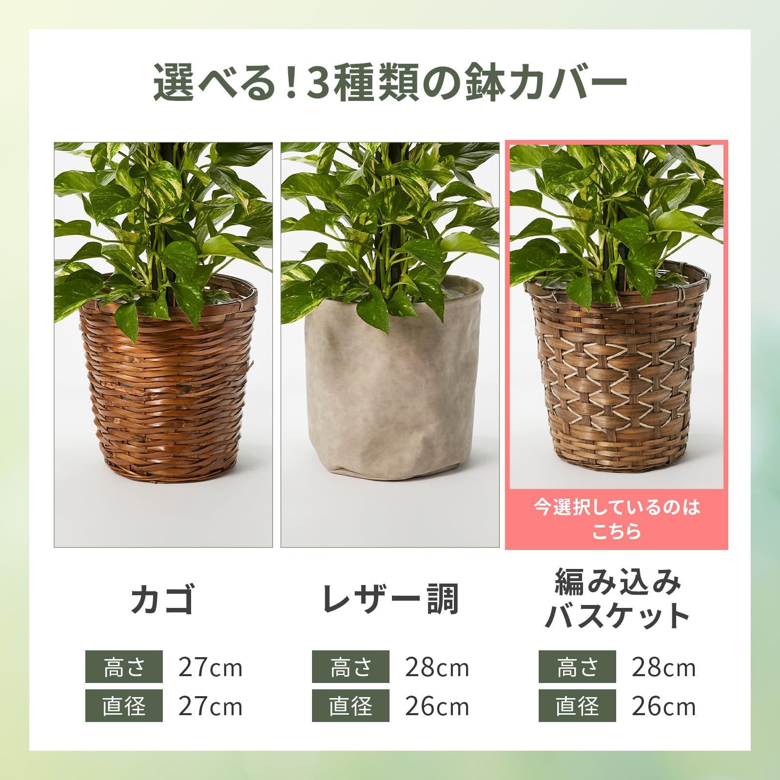 観葉植物
