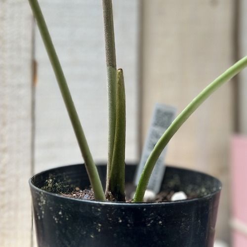 観葉植物 アンスリウム Anthurium sp. choco IA 3.5号硬質ポット(現品