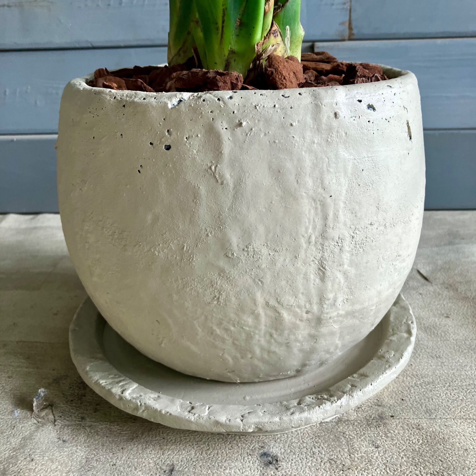 現品］フィカス ウンベラータ 曲がり 室内 ゴムの木 おしゃれ ベージュ