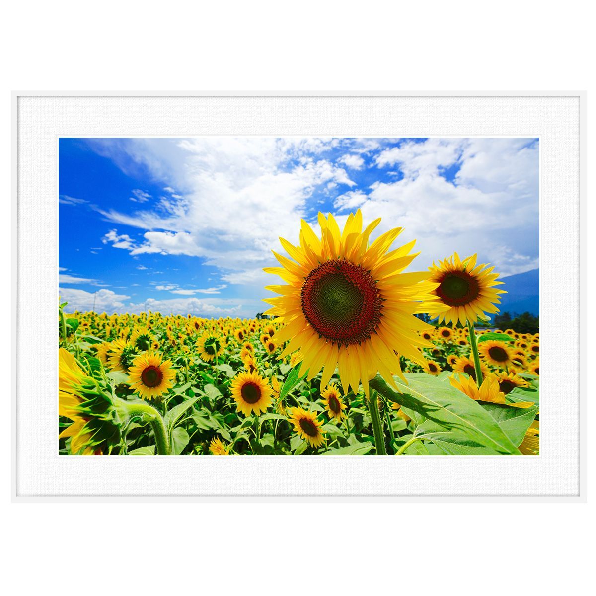 薔薇と棘＊虹入り マニカラン産ピンククォーツ&グリーンファントム DT