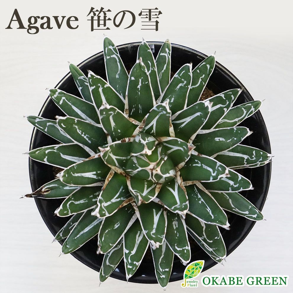 タカキタジェットシーダー 播種機 プランター
