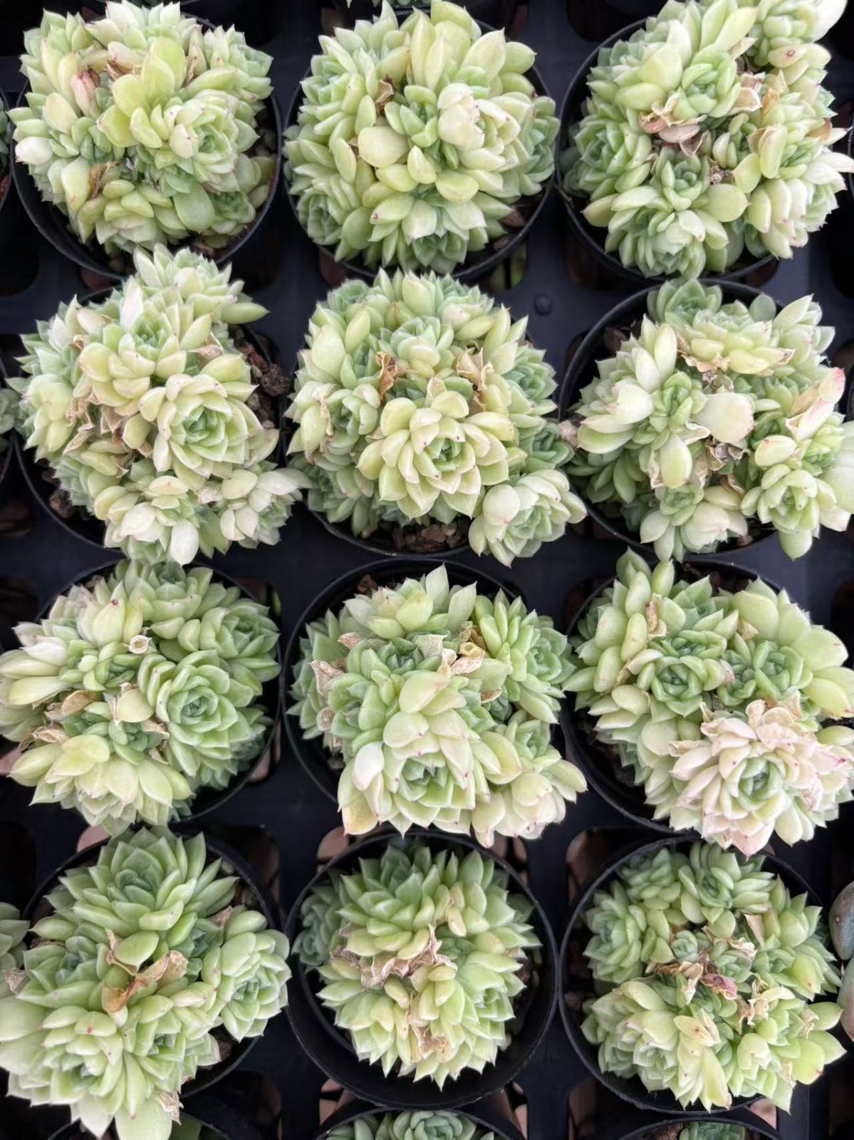 抜き苗 シモノハナ DP2024×12株 ふっくら 多肉植物 エケベリア