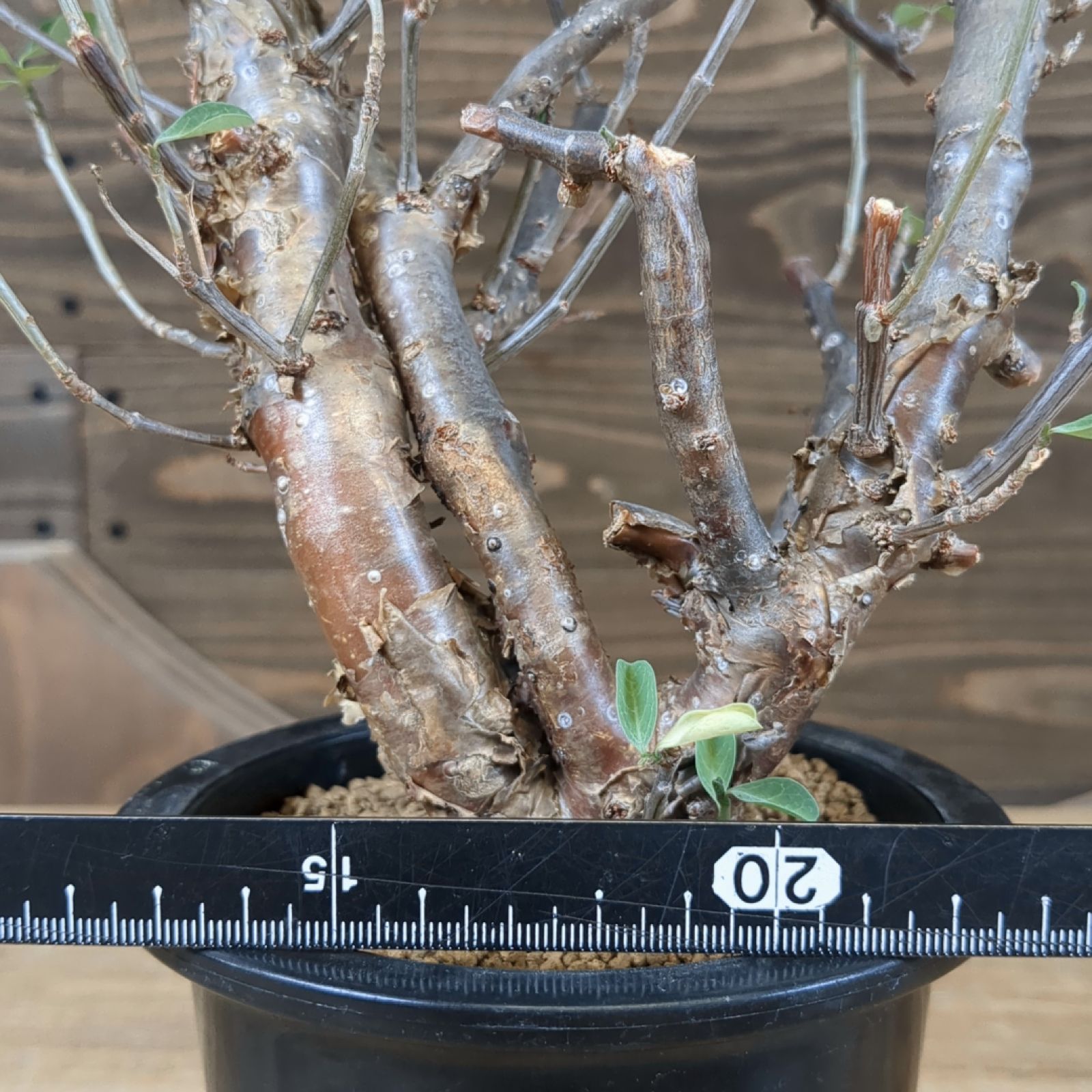 ユーフォルビア ポリヤンサ【灌木型のユーフォルビア】鉢のまま発送