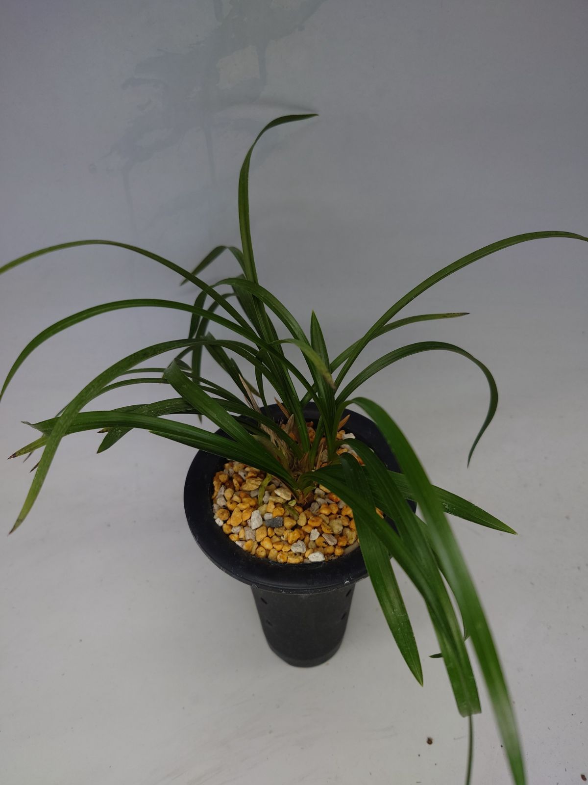 韓国春蘭 朱金紺覆花『太極扇』上木5本立 春蘭 寒蘭 長生蘭 山野草