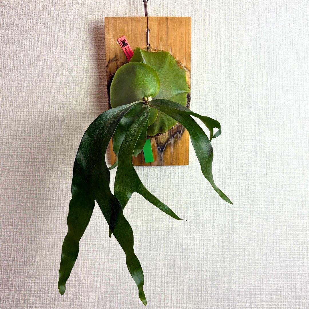 P. Maserati マセラティ◇ビカクシダ（コウモリラン） - メルカリ