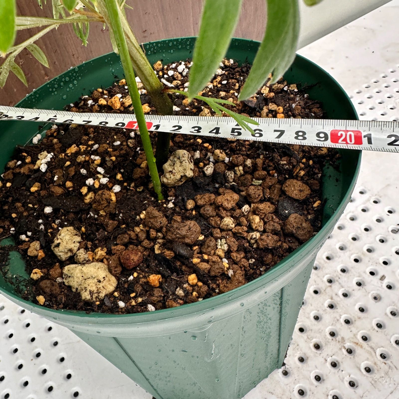 美株 オージープランツ