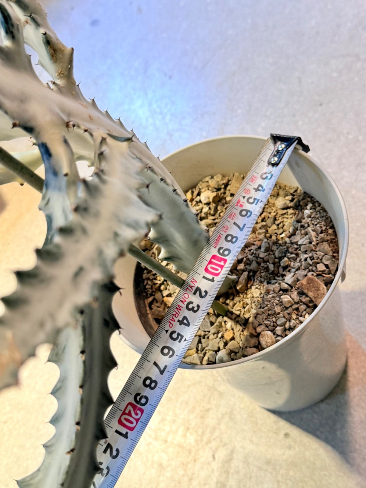 ユーフォルビア ホワイトゴースト