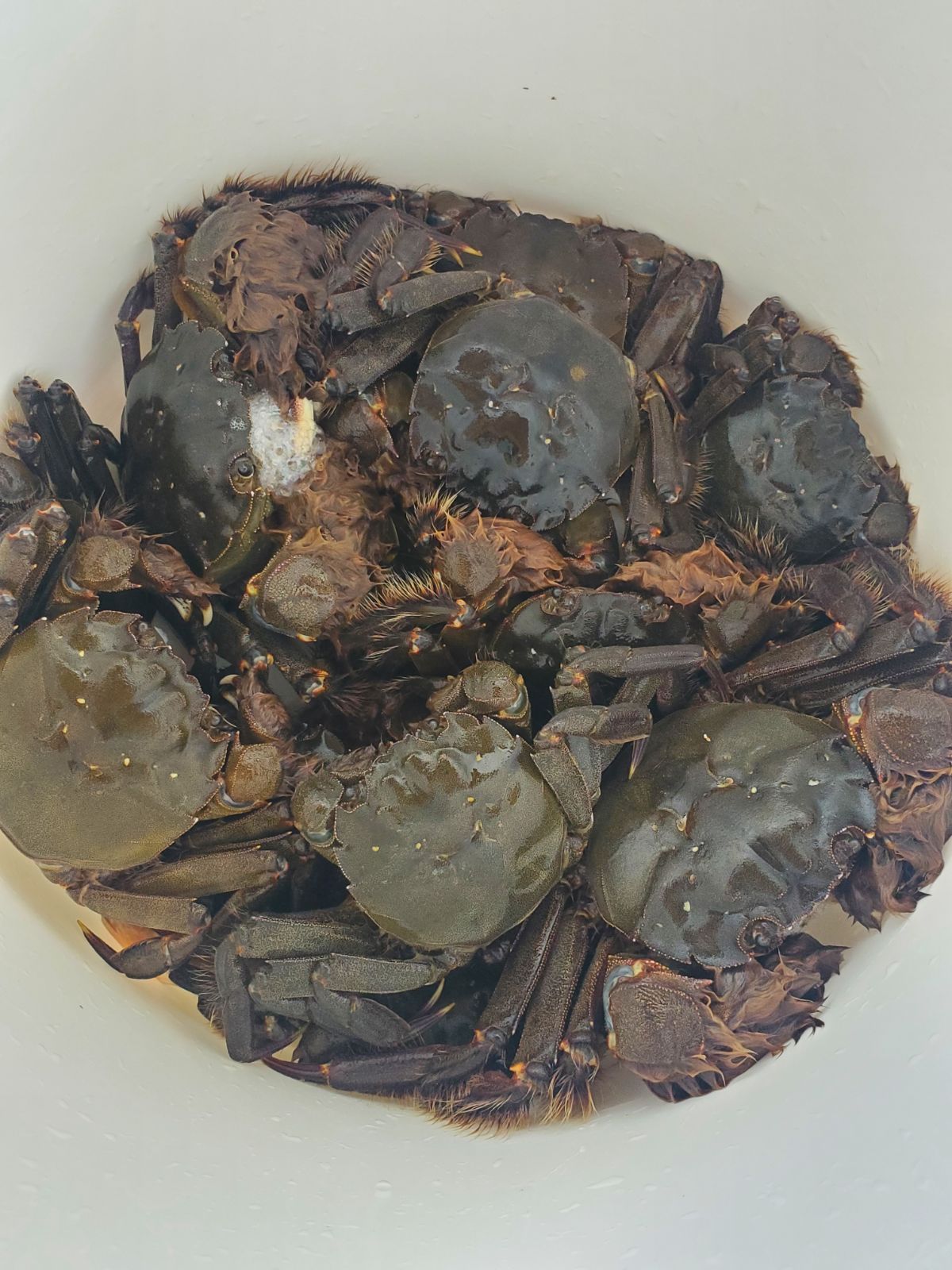 ご予約分 活モクズガニ オスメス2kg