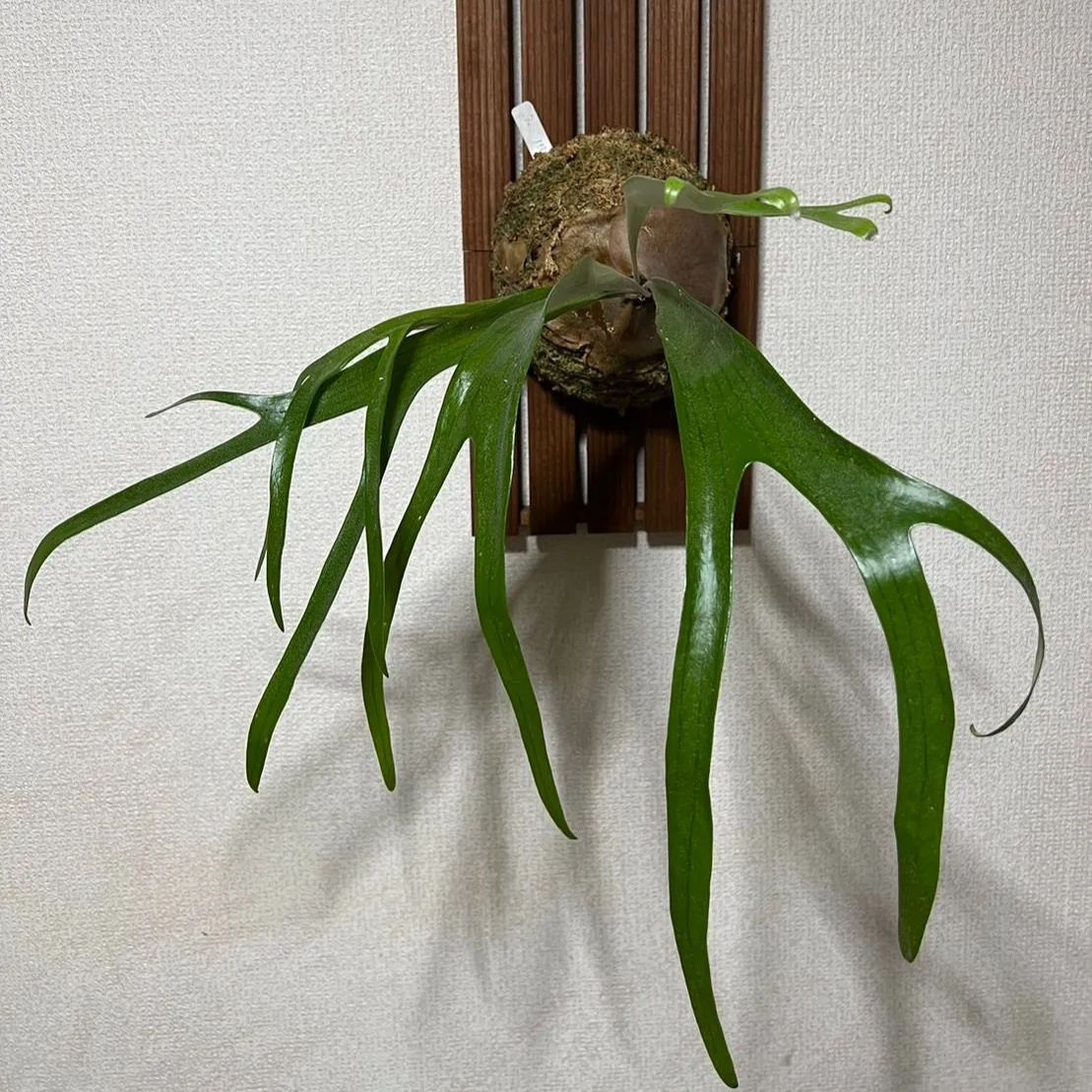 特大サイズ ▽P.walrusii▽ ワルシー レア【PLANET】ビカクシダ