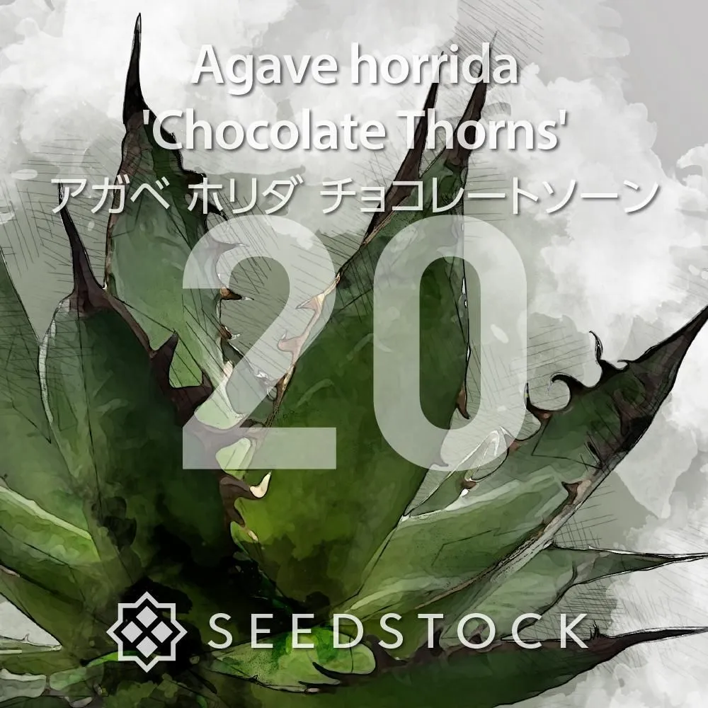 4月入荷 100粒+ アガベ ホリダ チョコレートソーン 種子 種 証明書あり
