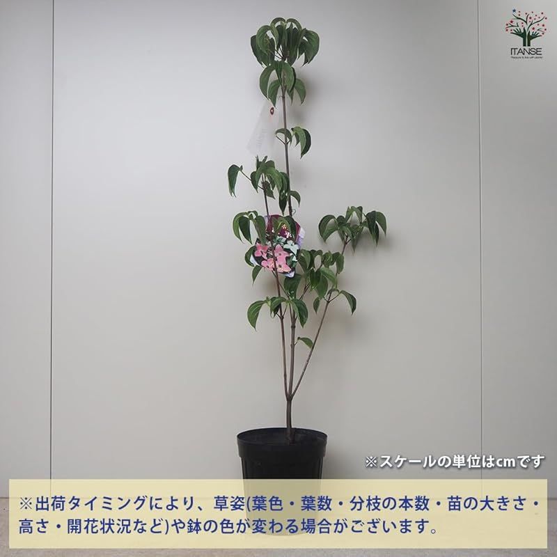 ＩＴＡＮＳＥ 源平ヤマボウシ 5号 1個売り【品種で選べる花木苗】学名：Cornus kousa/ミズキ科ミズキ属  耐寒性落葉中高木/原産地：日本/花言葉：友情○源平ヤマボウシは、樹が生長し花数が多くなると、1本の木からピンクと白の2色が咲いたように見える美し -  メルカリ