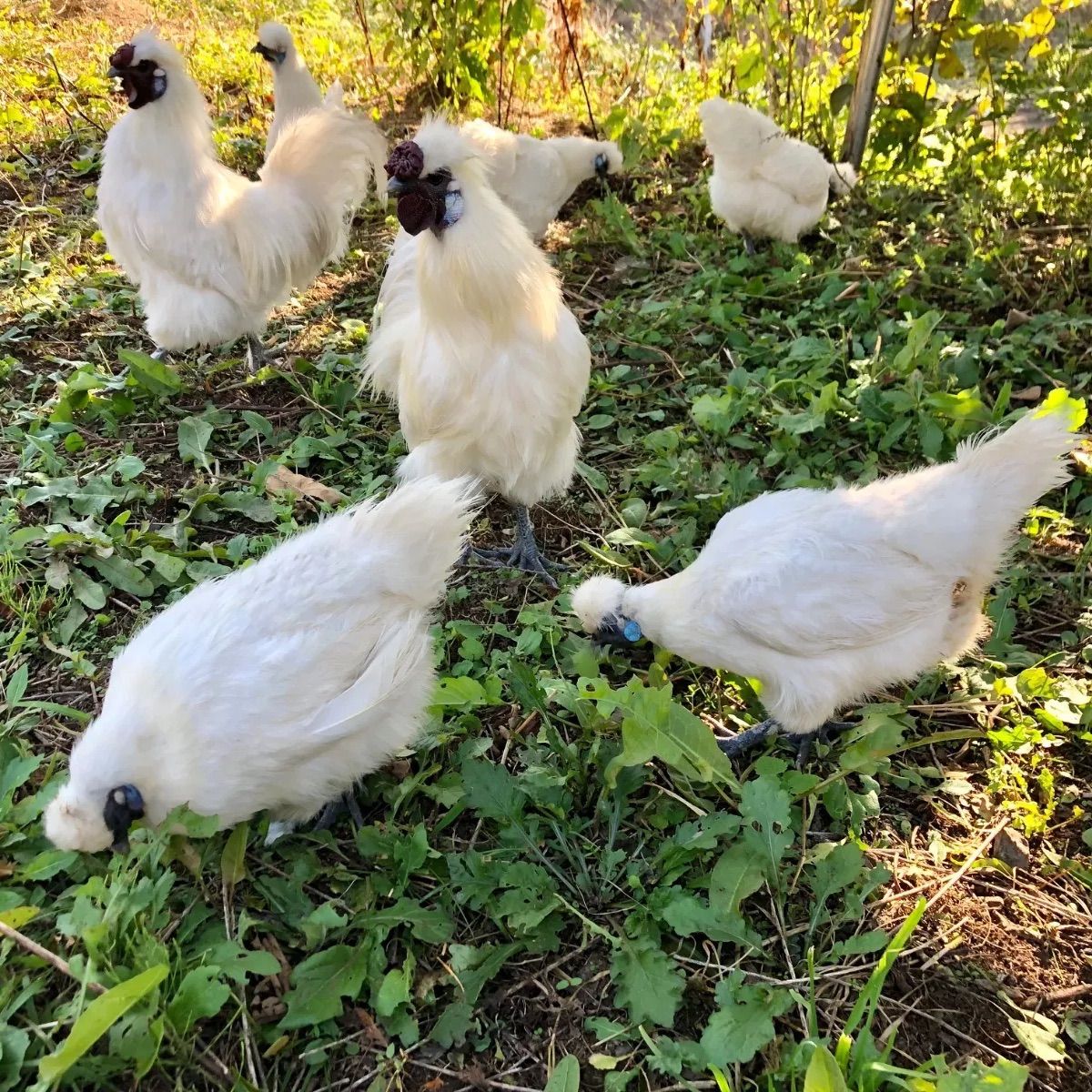 東京烏骨鶏の卵 烏骨鶏 ニワトリ 放し飼い 平飼い有精卵 TKG