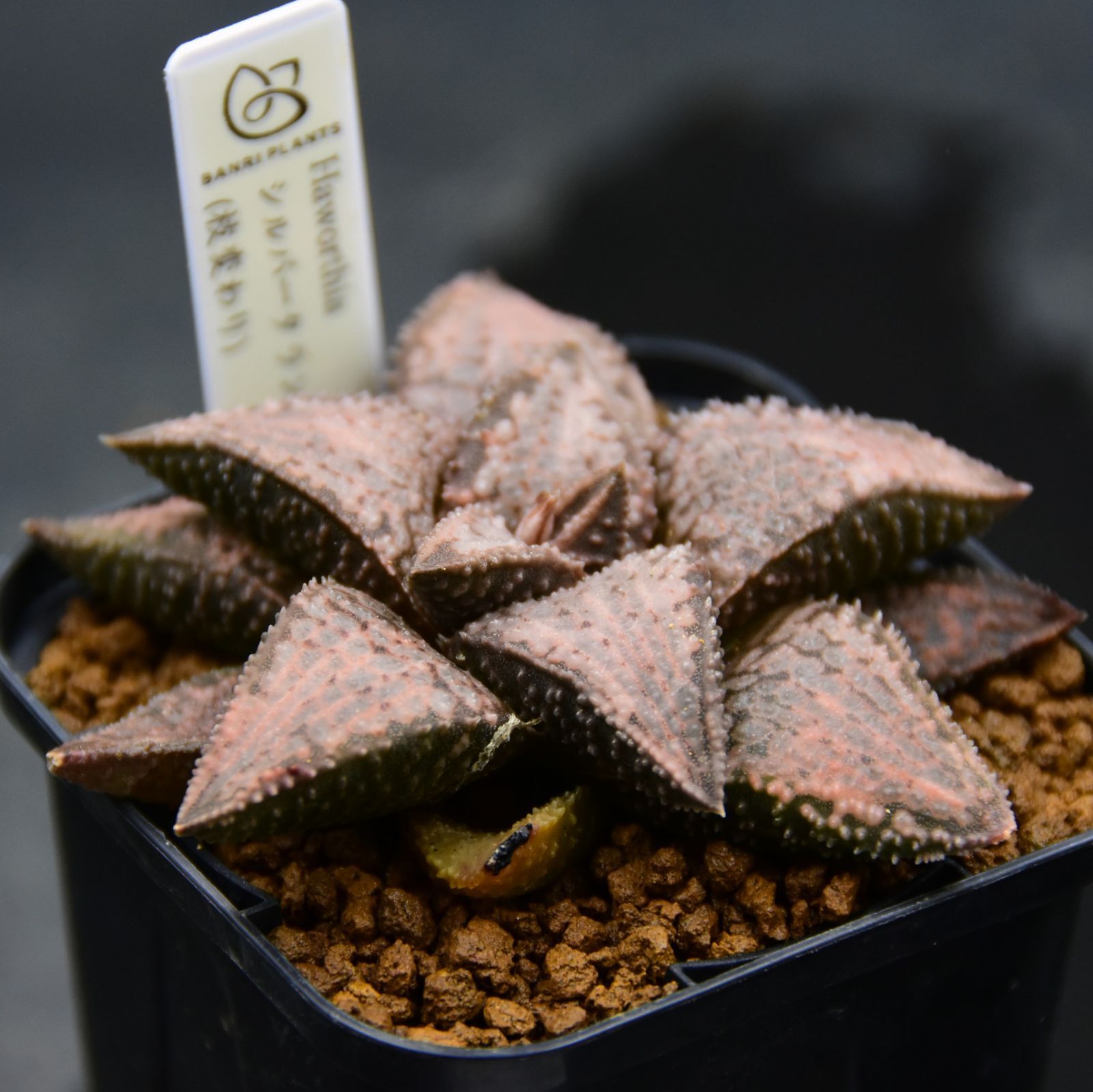 ヘブンズタランチュラ ハオルチア 硬葉 BP』ハオルチア シルバー