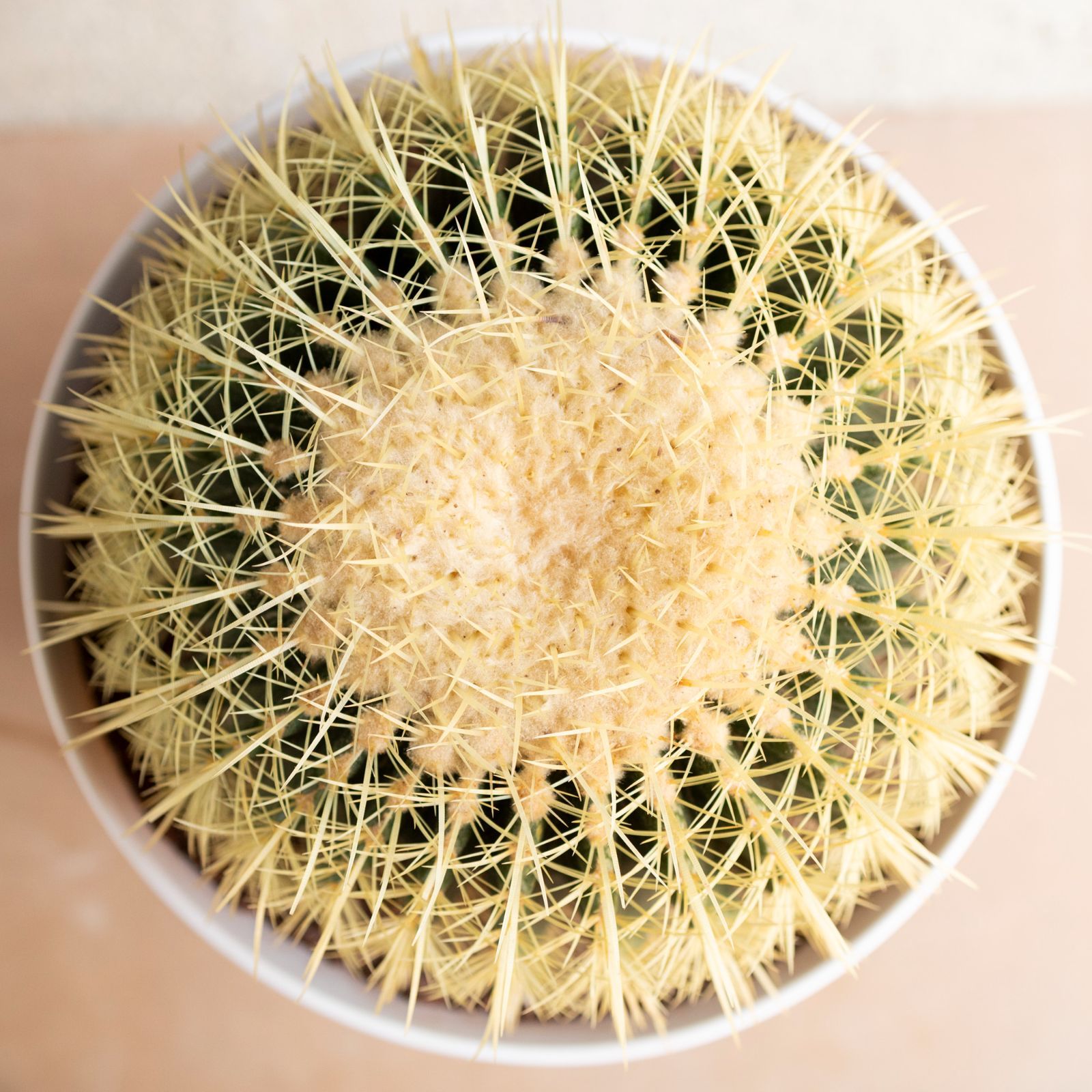 ドライガーデン 1005WH-J