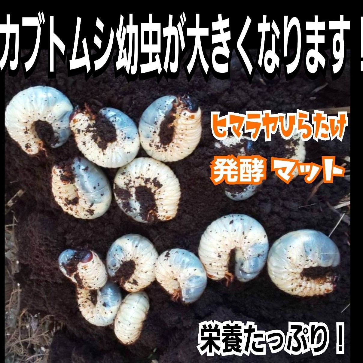 カブトムシ幼虫の餌はコレ！栄養価抜群の発酵マット【60リットル】雑虫