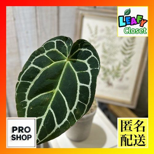 FUJICOLOR 額縁 デジフォトフレーム D2 A4 シルバー アルミ 302664