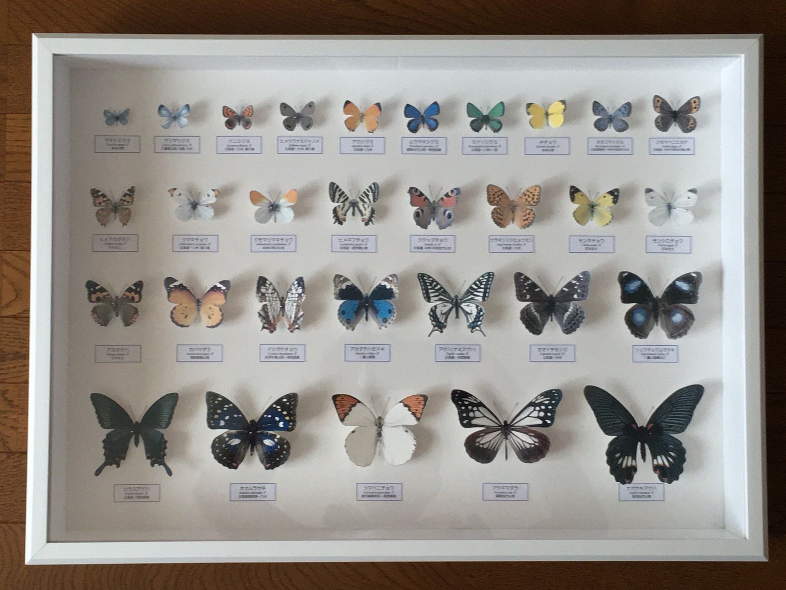 蝶の標本ペーパークラフトA2サイズ完成品 - メルカリ