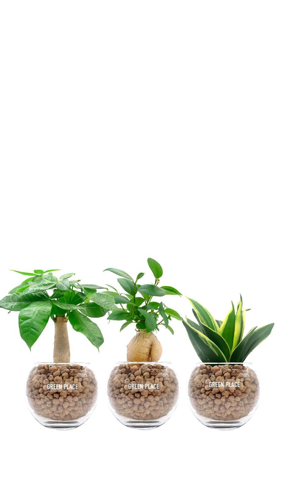 本物 観葉植物 卓上 パキラ ミニ サンスベリア 3点セット ガジュマル ハイドロカルチャー PLACE バルーン鉢 GREEN