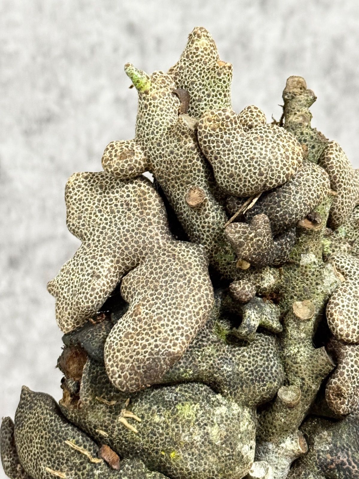 特大＊ ▽Lecanopteris romarioides▽ A43 レカノプテリス