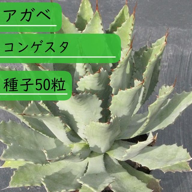 アガベ コンゲスタ 【公式通販】