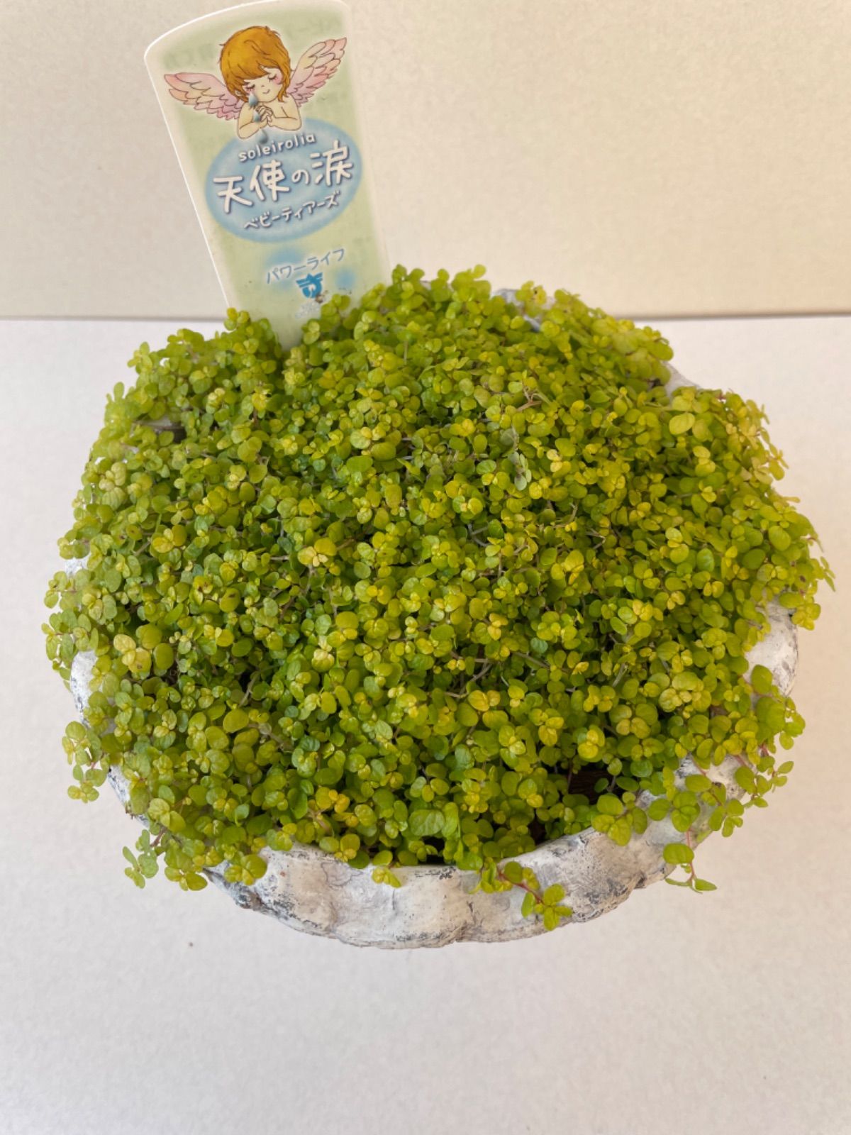 メルカリshops ベビーティアーズアンティークポット植え