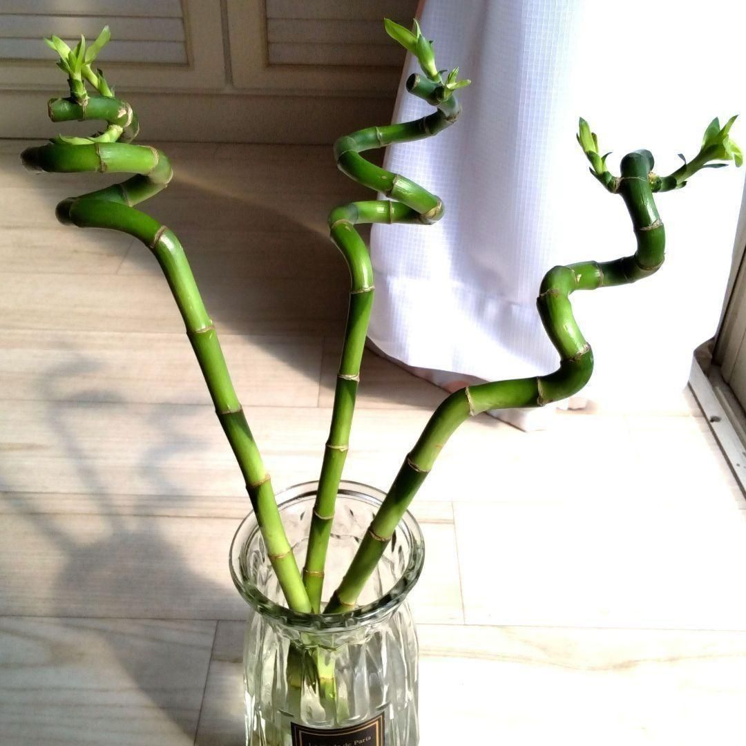 Amazon｜【ブルーミングスケープ】土を使わない観葉植物 開運竹