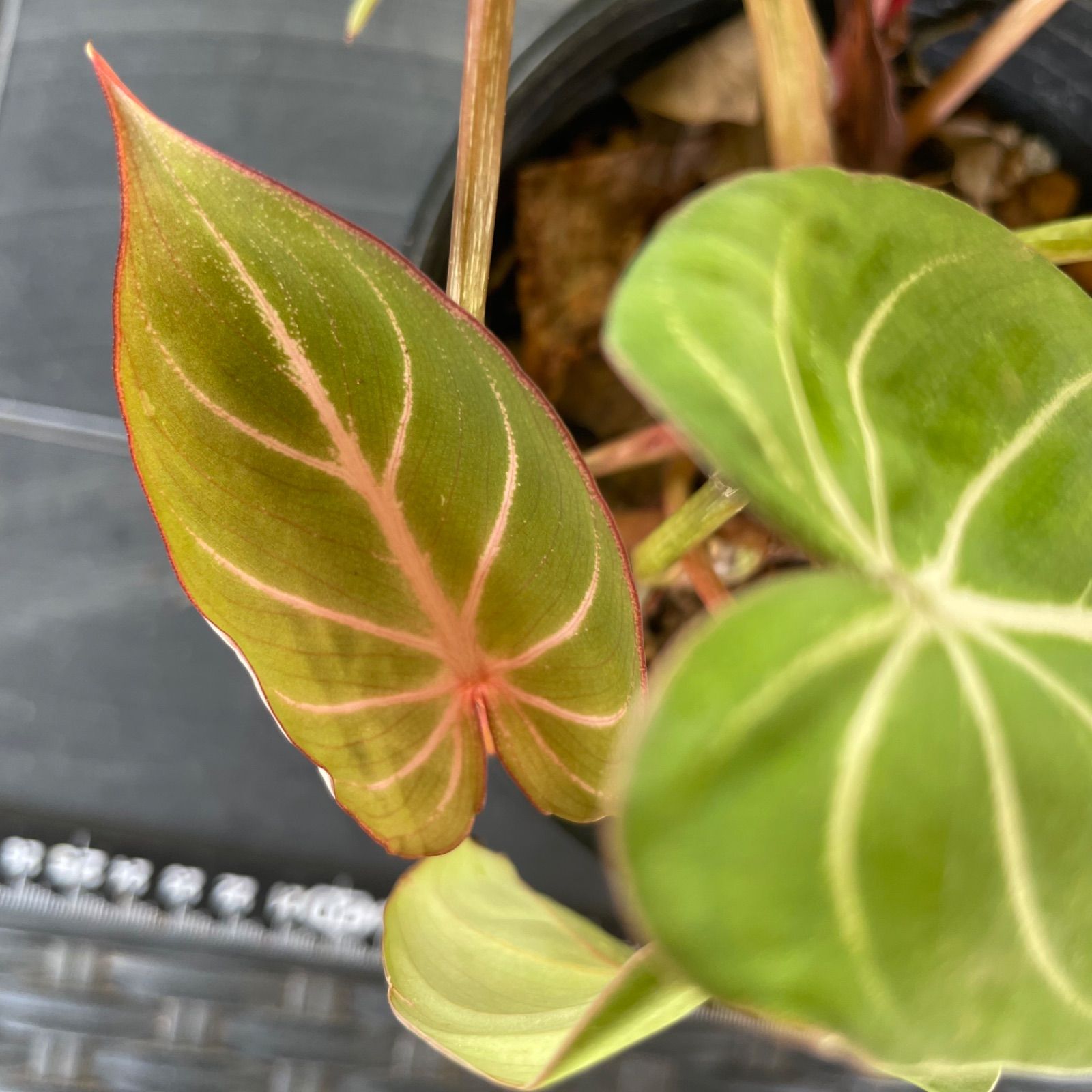 【希少2株入り】　フィロデンドロン　グロリオーサム　ゼブラ　Philodendron Gloriosum zebura