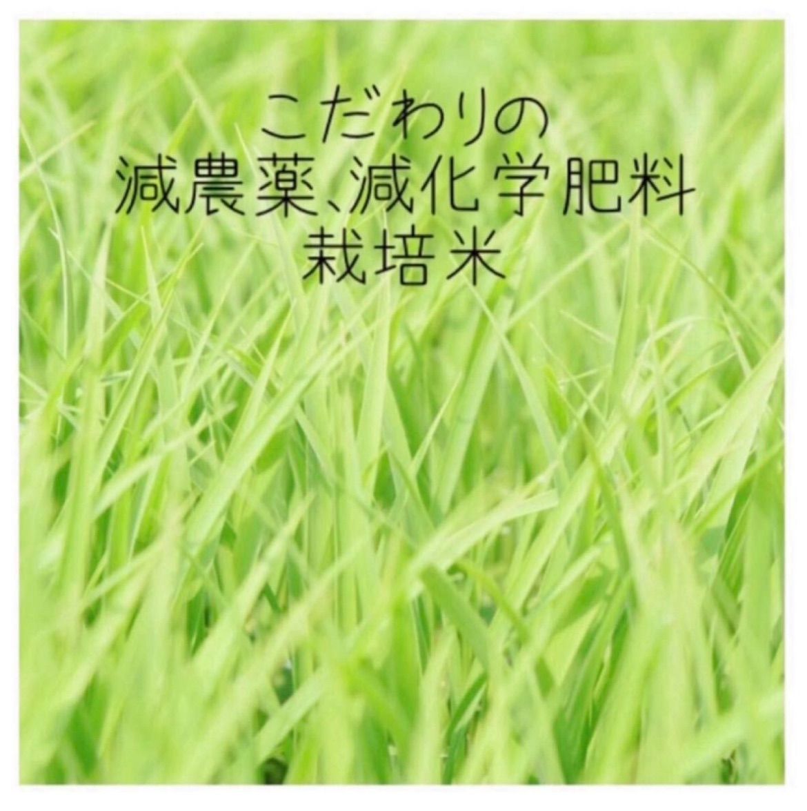 栃木県産コシヒカリ白米27kg 特別栽培米 令和7年産 - メルカリ