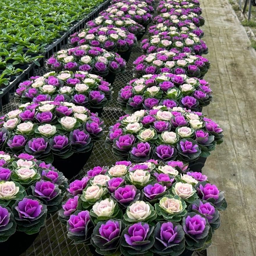 けいちゃん　ミニ葉牡丹の寄せ植え 10号鉢 ミニ葉牡丹の寄せ植え 10号鉢 - メルカリ